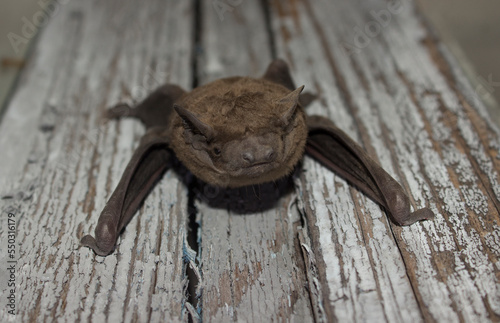 Bat animal crawling on a wooden board closeup