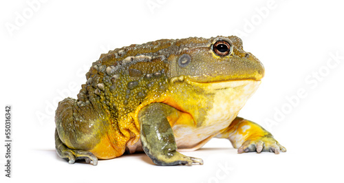 African bullfrog, Pyxicephalus adspersus, isolated on white photo