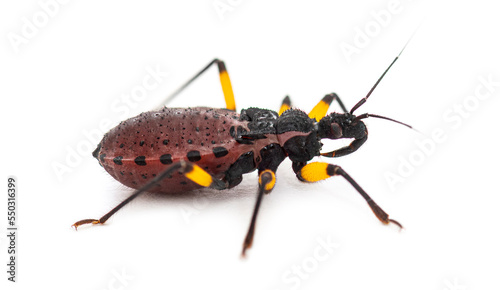 Second instar nymph of of Two-spotted assassin bug, Platymeris biguttatus, isolated on white © Eric Isselée