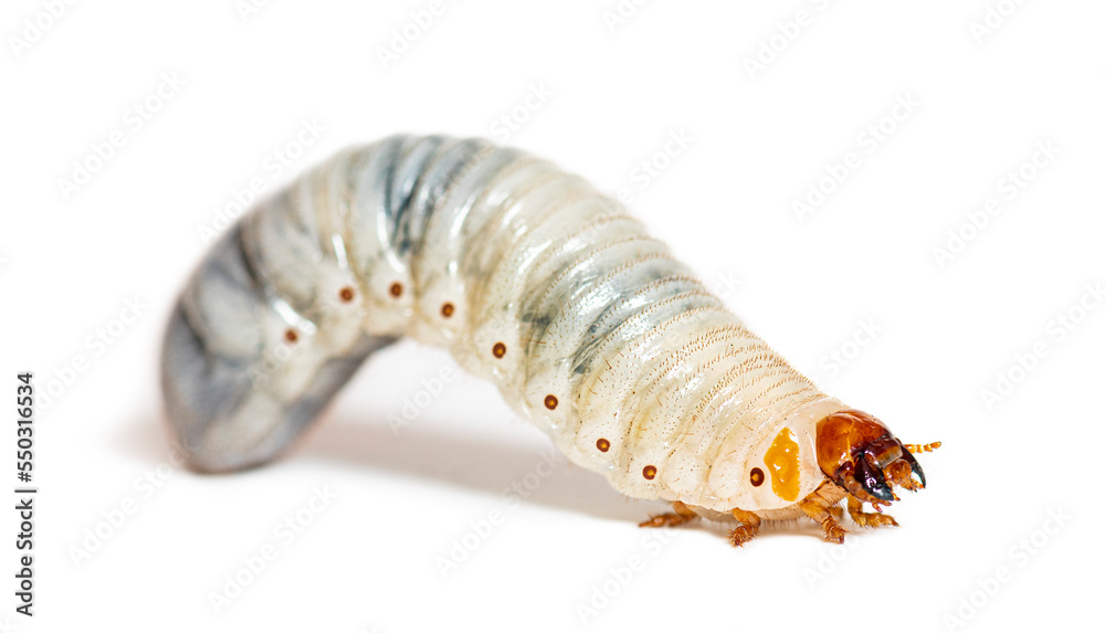 Larva of Flamboyant flower beetle, Eudicella gralli, isolated on white Larva of Flamboyant flower beetle, Eudicella gralli, isolated on white