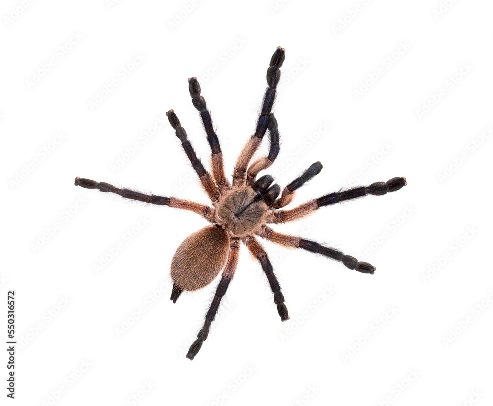 High view of a Blue Baboon Tarantula, Monocentropus balfouri, isolated on white High view of a Blue Baboon Tarantula, Monocentropus balfouri, isolated on white