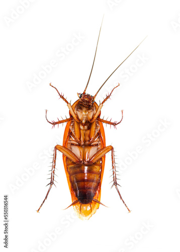 Bottom view of a American cockroach, Periplaneta americana, isolated on white