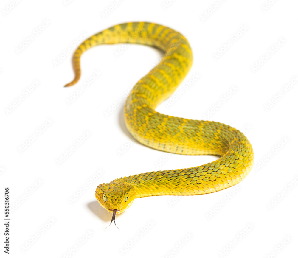 Obraz premium Leaf viper with its tongue out, Atheris squamigera, isolated on white