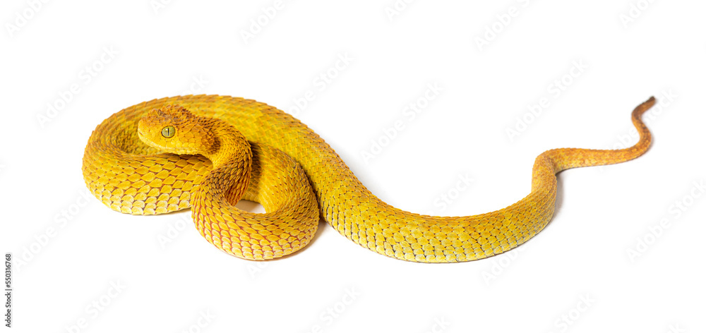 Obraz premium Leaf viper, Atheris squamigera, isolated on white