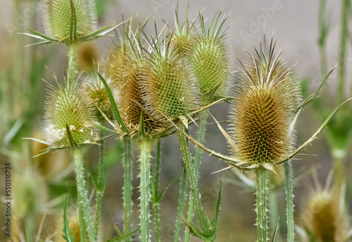 natural plants and thorns and gorgeous thorn photos.