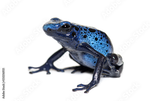 Blue poison dart frog, Dendrobates tinctorius "azureus", isolated on white