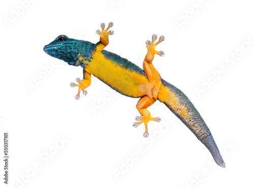 Bottom view of a Electric blue gecko showing its suction toe-pads  Lygodactylus williamsi  isolated on white