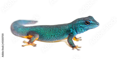 Electric blue gecko, Lygodactylus williamsi, isolated on white