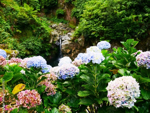 Cascade et jardin fleuri d'hydrangea à Ribeira dos Caldeiroes sur la commune d'Achada sur l'île de Sao Miguel dans l'archipel des Açores photo