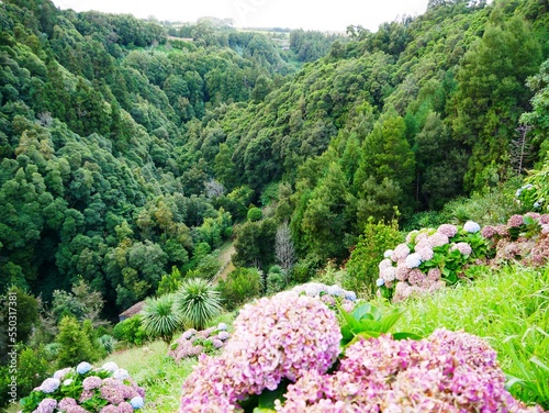 Cascade et jardin fleuri d'hydrangea à Ribeira dos Caldeiroes sur la commune d'Achada sur l'île de Sao Miguel dans l'archipel des Açores photo