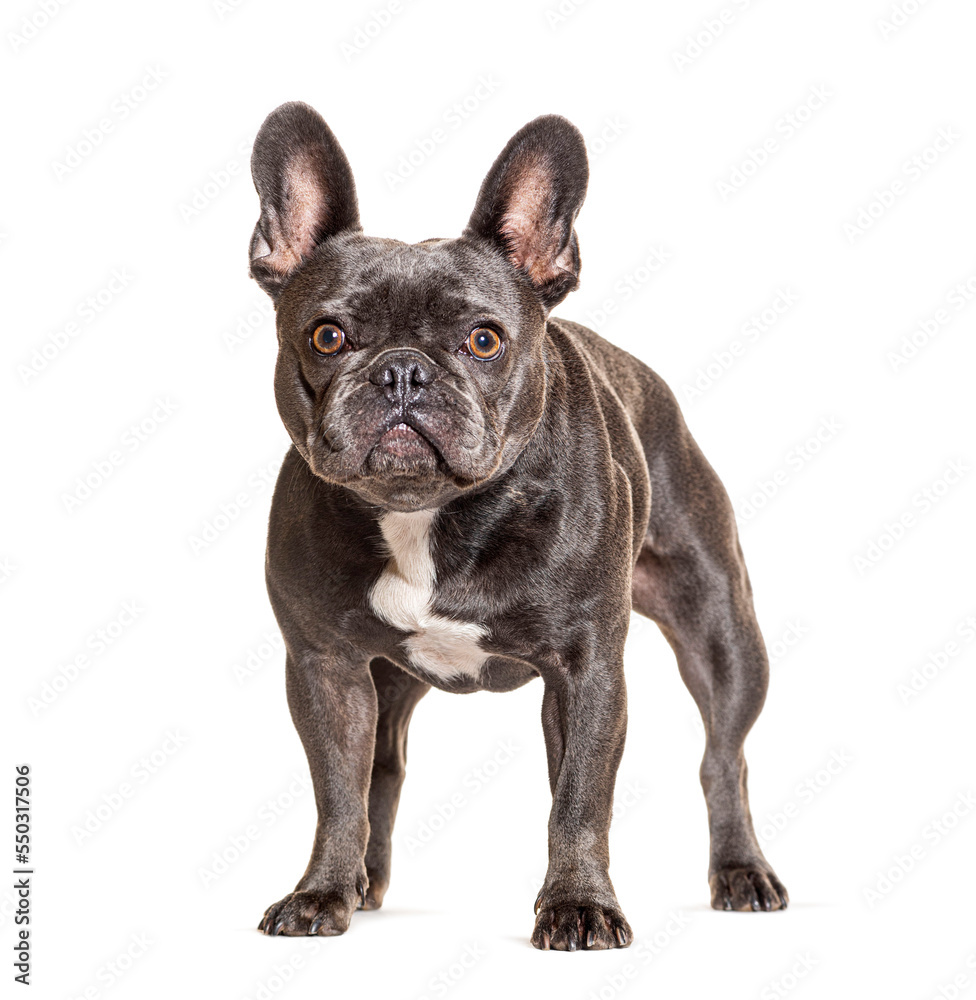 French bulldog standing, isolated on white