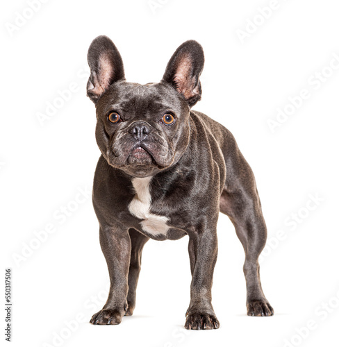 French bulldog standing  isolated on white