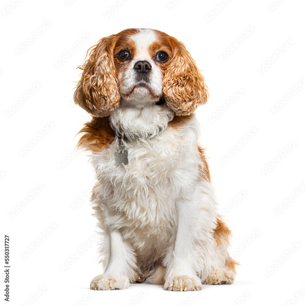 Cavalier King Charles Spaniel wearing a collar with a medal