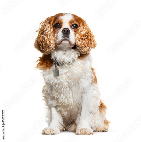 Fotografia Cavalier King Charles Spaniel wearing a collar with a medal