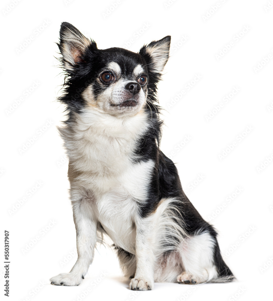 Black and white Chihuahua dog sitting, isolated on white