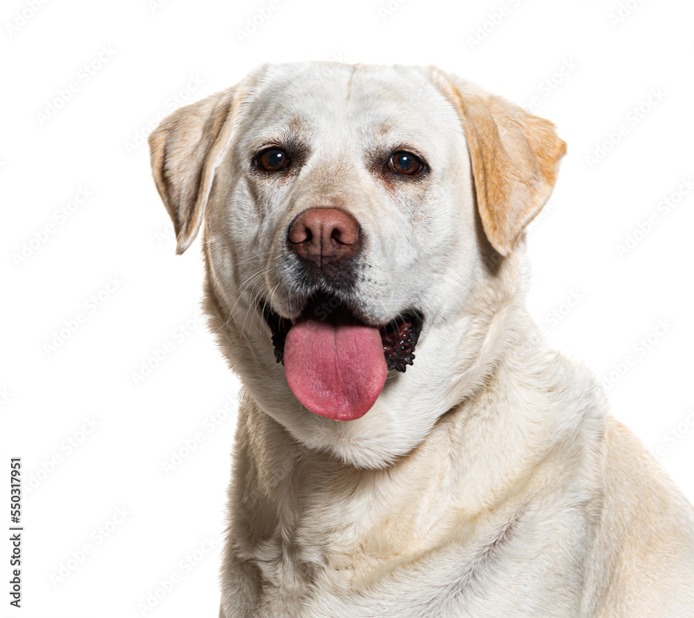 labrador retriever panting, isolated on white labrador retriever panting, isolated on white