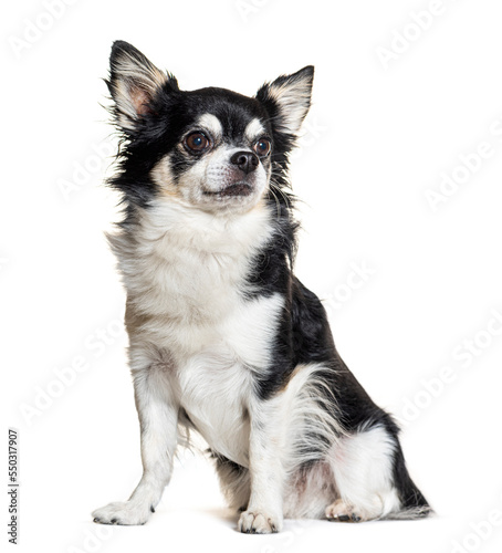 Black and white Chihuahua dog sitting, isolated on white © Eric Isselée