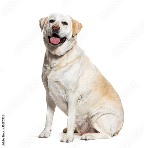 Fat labrador retriever panting, isolated on white