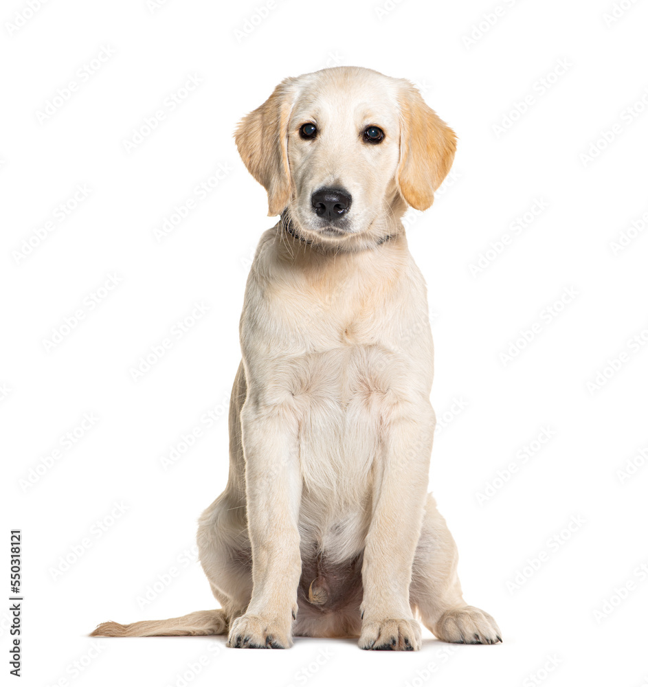 Puppy, four months old, Golden Retriever, isolated on white