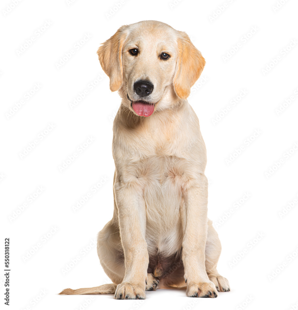 Puppy, four months old, Golden Retriever sitting and panting, isolated on white Puppy, four months old, Golden Retriever sitting and panting, isolated on white