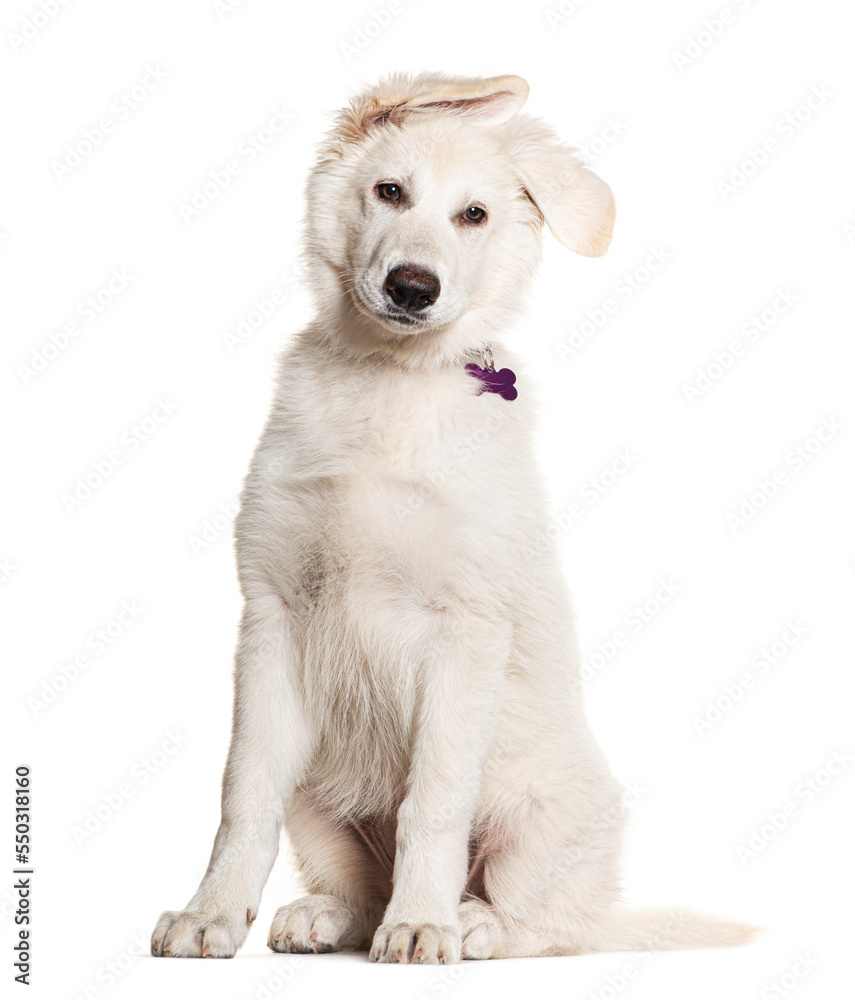 White Crossbreed dog wearing a collar with a medal, isolated on white