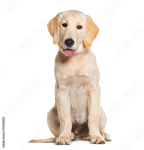 Puppy, four months old, Golden Retriever sitting and panting, isolated on white