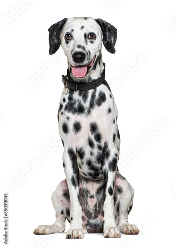 Panting Dalmatian dog wearing a collar  isolated on white