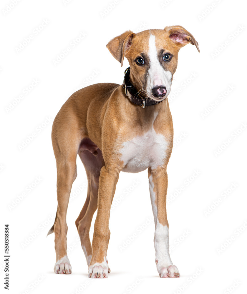 Young Whippet dog, isolated on white