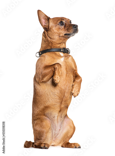 Photo Crossbreed dog On its hind legs, wearing a black collar, isolated on white