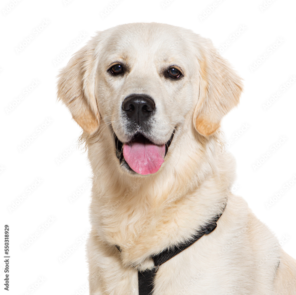 Golden Retriever panting, wearing an harness, isolated on white Golden Retriever panting, wearing an harness, isolated on white