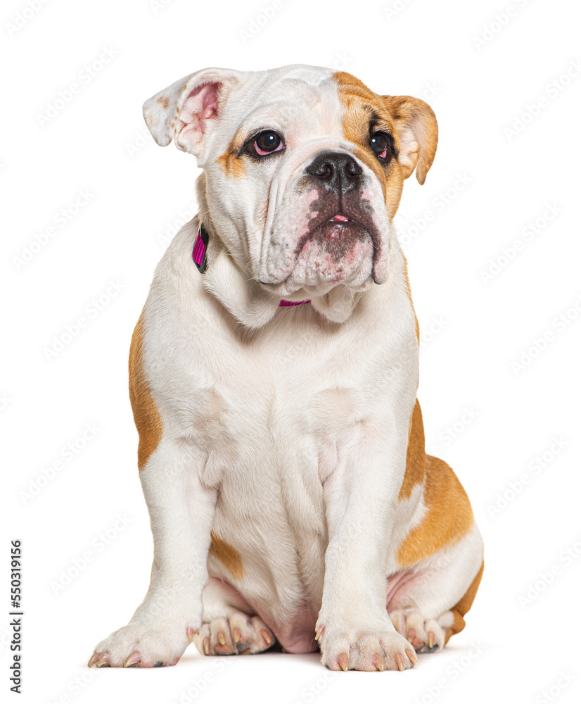 Four months old puppy English Bulldog sitting and looking away, isolated on white Four months old puppy English Bulldog sitting and looking away, isolated on white