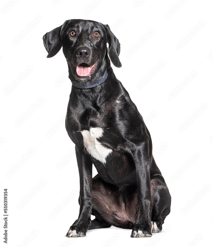 bastard dog, Border collie and Weimaraner cross, isolated on white bastard dog, Border collie and Weimaraner cross, isolated on white