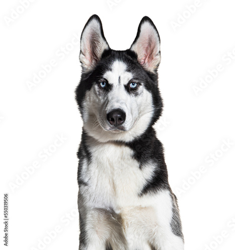 Siberian husky wearing a collar, isolated on white photo
