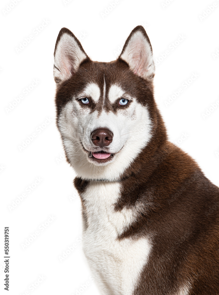 Brown and white Siberian husky wearing a collar, isolated on white Brown and white Siberian husky wearing a collar, isolated on white