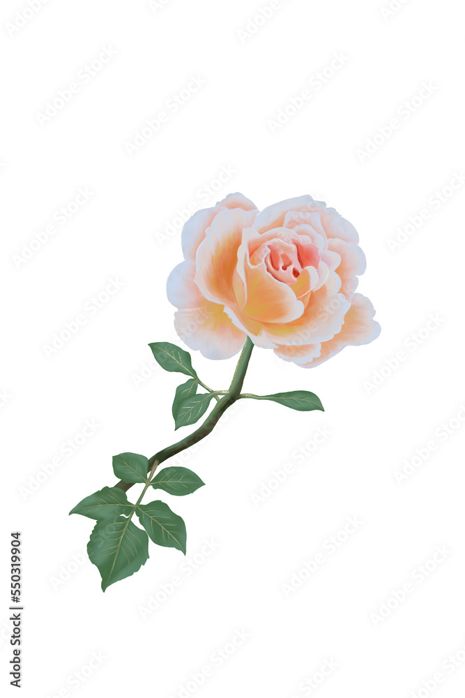 pink rose in watercolor hand drawn isolated on white