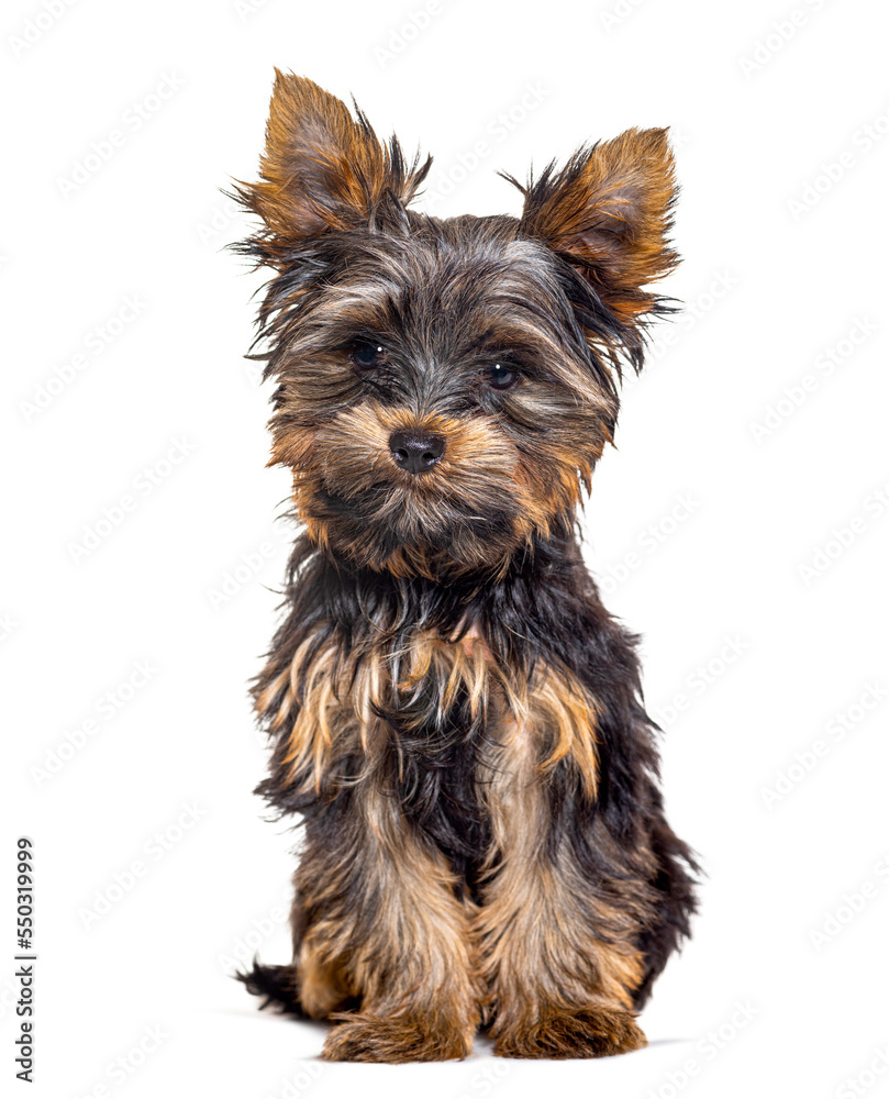 Three year old puppy yorkshire terrier dog, isolated on white Three year old puppy yorkshire terrier dog, isolated on white