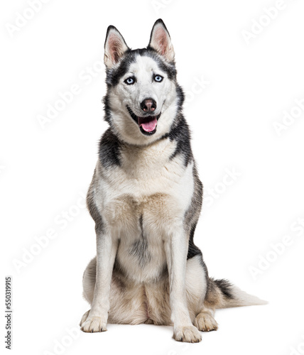 Siberian husky wearing a collar  isolated on white