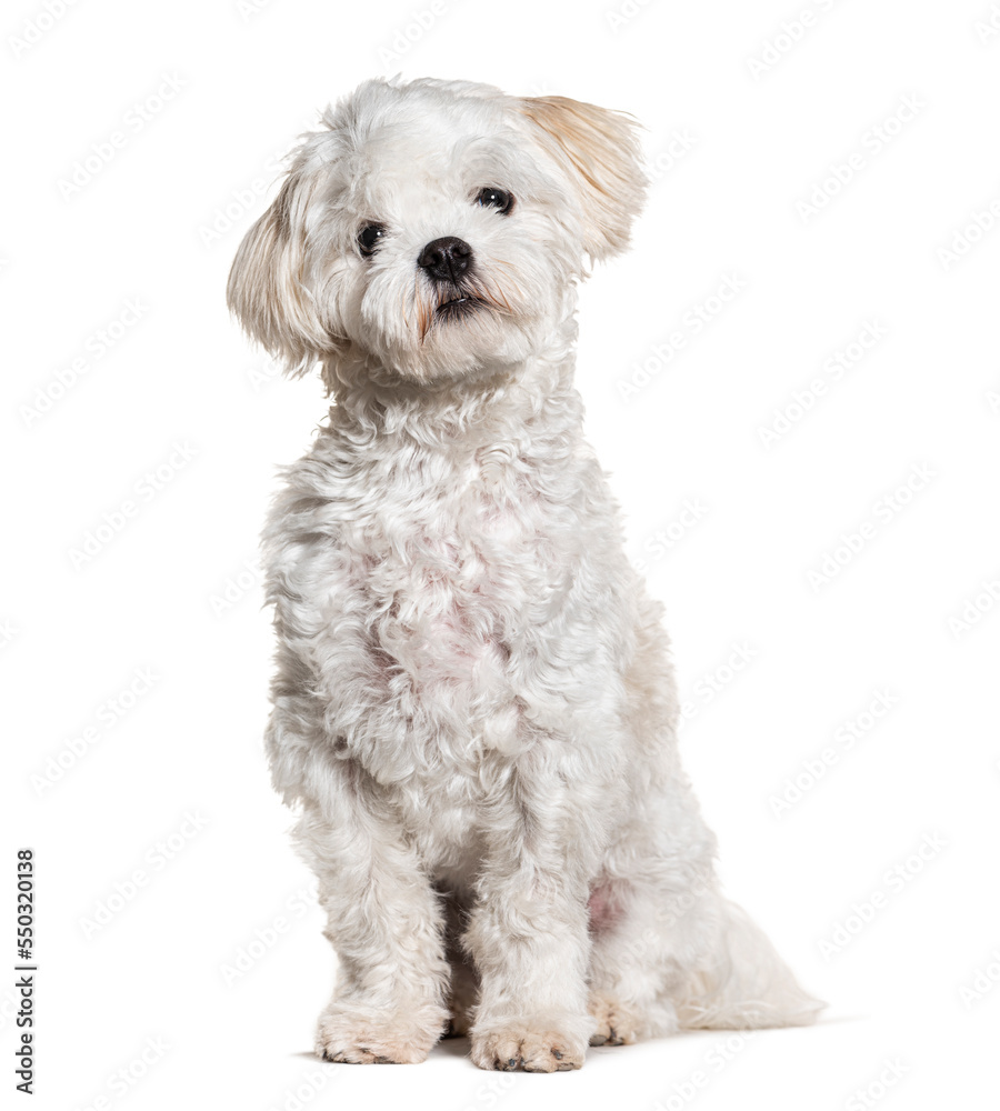 Maltese dog sitting, isolated on white Maltese dog sitting, isolated on white