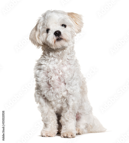 Maltese dog sitting, isolated on white