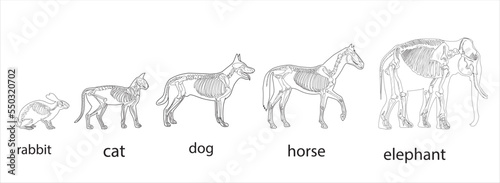 Elephant, Horse, dog, cat, Rabbit skeletal systems on a white background sketch hand drawing vector illustration © Melek