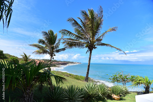 coconut trees on the beach  Siba  ma beach  Brazil   Rio Grande do Norte  large northern river  horizon line  deserted beach  panoramic view  large northern river  Pipa beach  summer opening