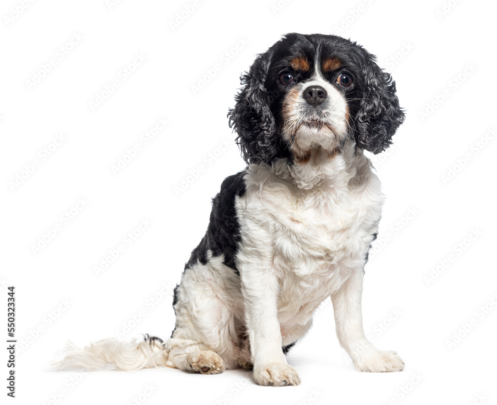 Sitting Cavalier king charles spaniel looking at the camera isolated on white