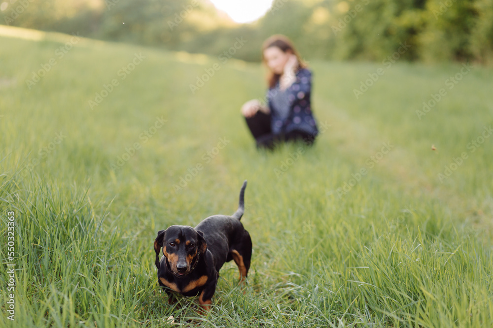 young girl on a walk with her dachshund young girl on a walk with her dachshund