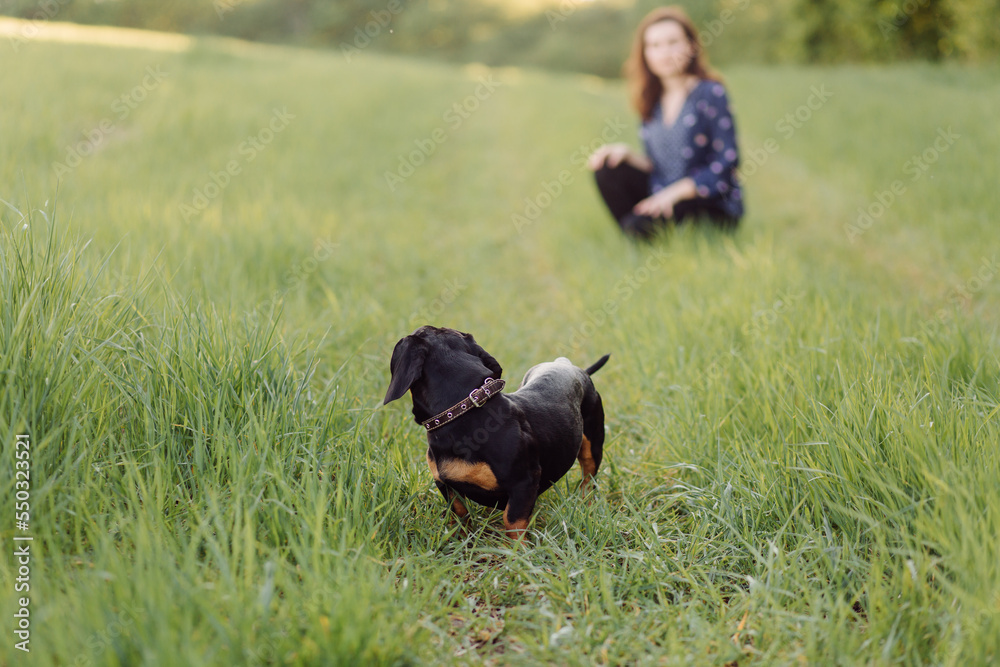 young girl on a walk with her dachshund young girl on a walk with her dachshund