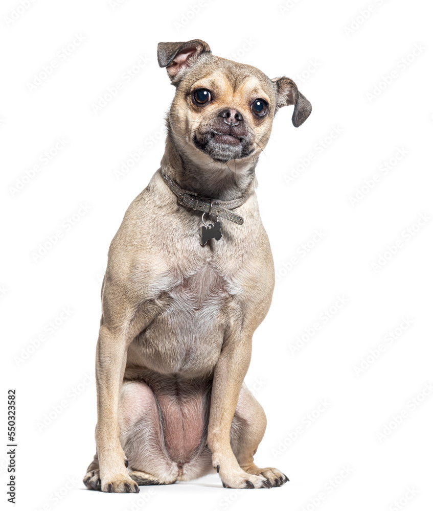 Crossbreed dog between chihuahua and pug Crossbreed dog between chihuahua and pug