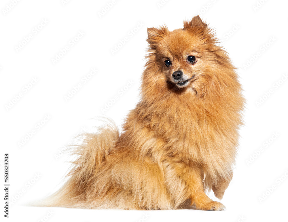 Side view of a Spitz dog looking away, isolated on white Side view of a Spitz dog looking away, isolated on white
