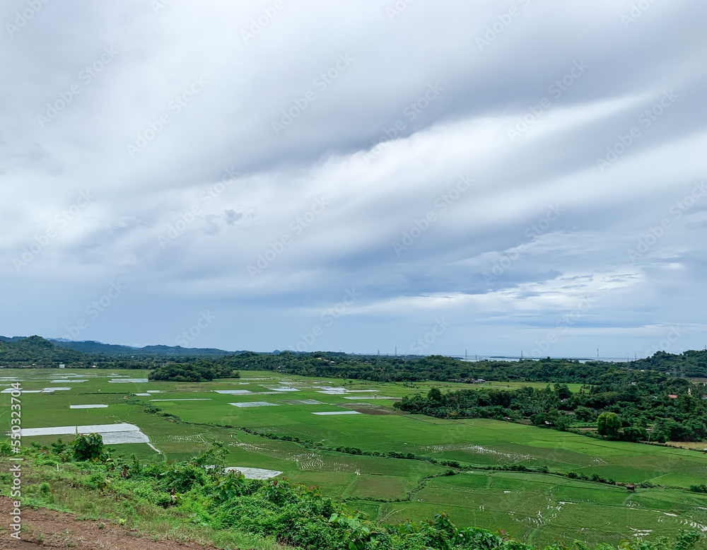 Naklejka premium aerial view of rice field yard.