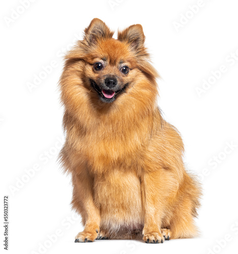 Sitting Spitz dog panting  isolated on white