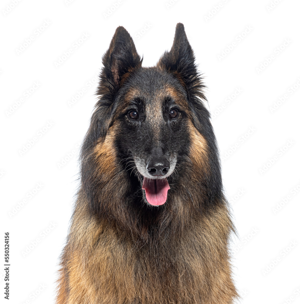Graying Tervuren dog, isolated on white Graying Tervuren dog, isolated on white