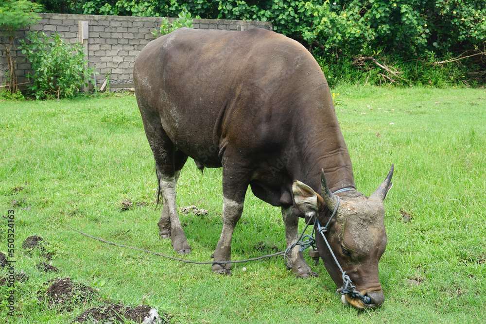 indonesia buffalo walks to eat grass in a wide field. indonesia buffalo walks to eat grass in a wide field.